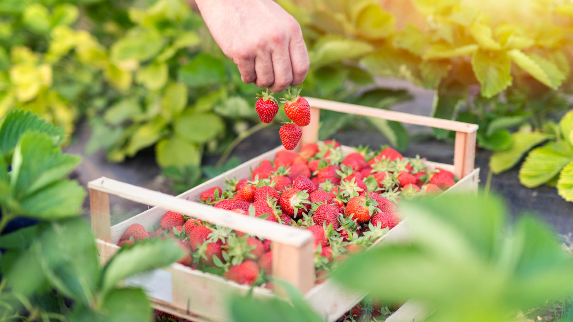 Le terroir de Bayonne : à la rencontre des producteurs locaux de fruits et légumes !